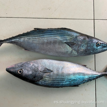 Materia prima de atún congelada Bonito Skipjack para lomo